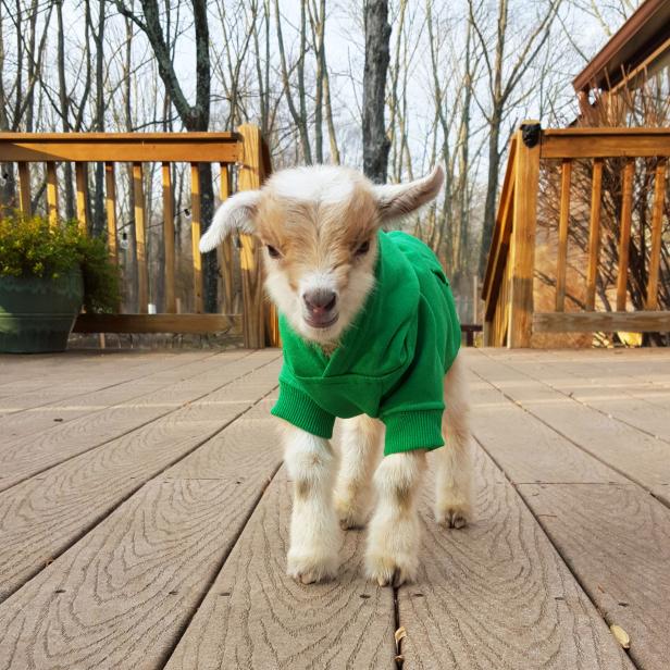 Baby Goat Prospect goat