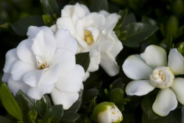 Planting Gardenias 'Sweet Tea' 2 Planting Gardenias 'Sweet Tea' 2