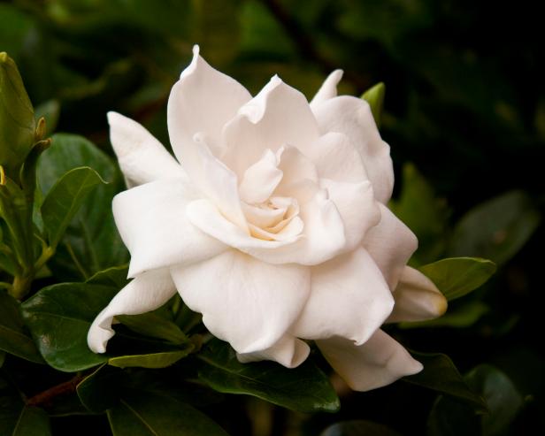Planting Gardenias 'August Beauty' Planting Gardenias 'August Beauty'
