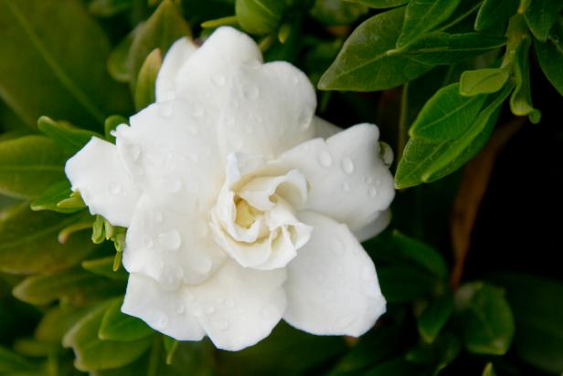 Planting Gardenias 'Radicans' Planting Gardenias 'Radicans'