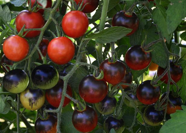 Midnight Snack Cherry Tomato Midnight Snack Cherry Tomato