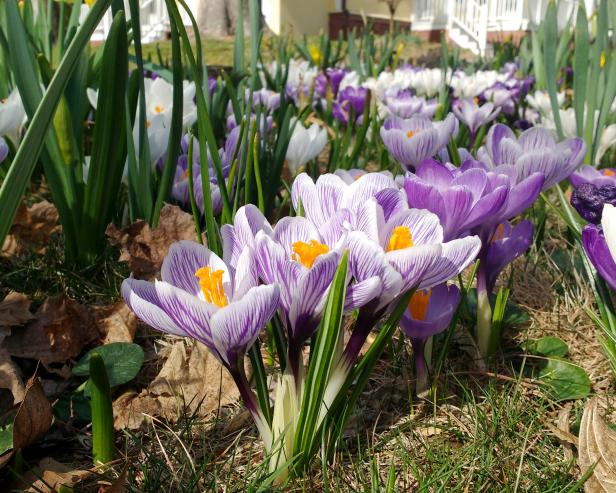 Mixed Crocus White Crocus With Purple Stripes