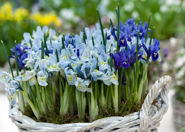 Miniature Iris In Basket Miniature Iris In Basket