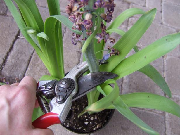 Clipping Spent Hyacinth Flower Clipping Spent Hyacinth Flower