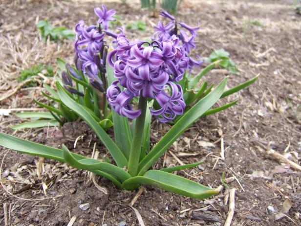 Hyacinths Blooming In Garden Hyacinths Blooming In Garden