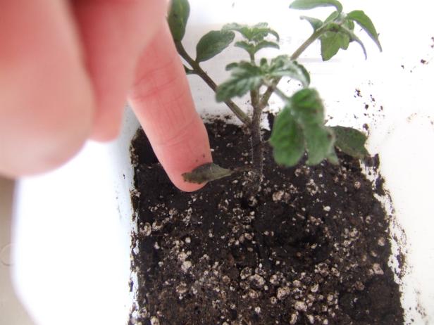 Tomato Seedling Leaf Tomato Seedling Leaf
