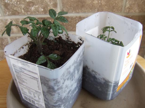 Tomato Seedlings In Milk Jug Pots Tomato Seedlings In Milk Jug Pots