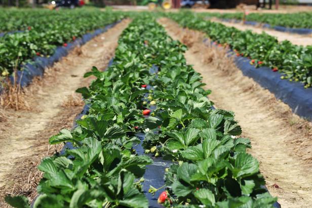 Pick-Your-Own Strawberry Farm Pick-Your-Own Strawberry Farm
