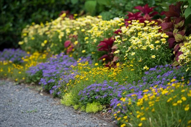 Ageratum, Bidens, Argyranthemum, Coleus