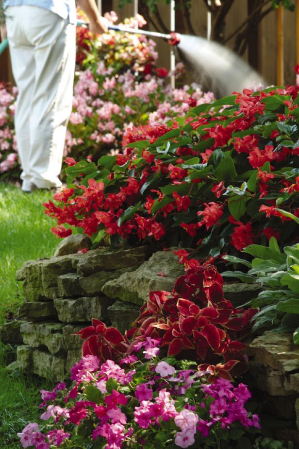 Watering Begonias In Planting Bed Dragon Wing Begonias And Watering Wand