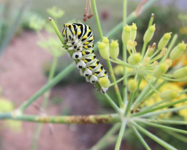Parsley Worm On Dill Black Swallowtail Butterfly Caterpillar