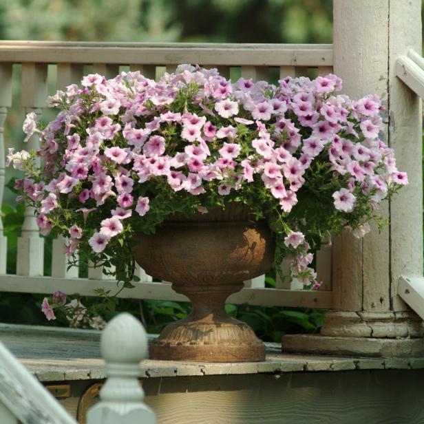 Petunia Hanging Basket Shock Wave Pink Vein Small-Flowered Spreading Petunia