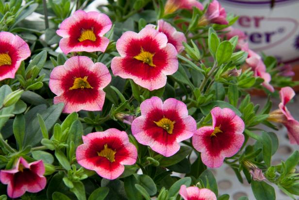 Mini Famous Neo Pink Strike Calibrachoa Mini Famous Neo Pink Strike Calibrachoa