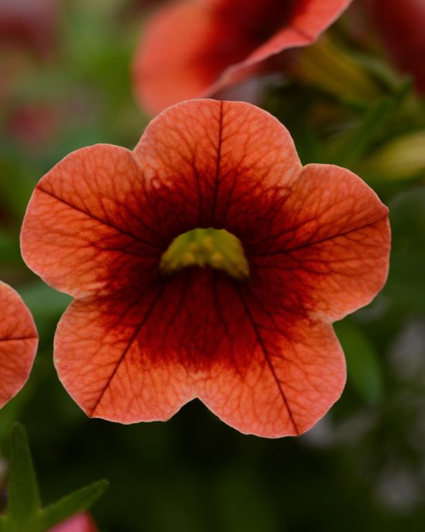 Conga Orange Calibrachoa Conga Orange Calibrachoa