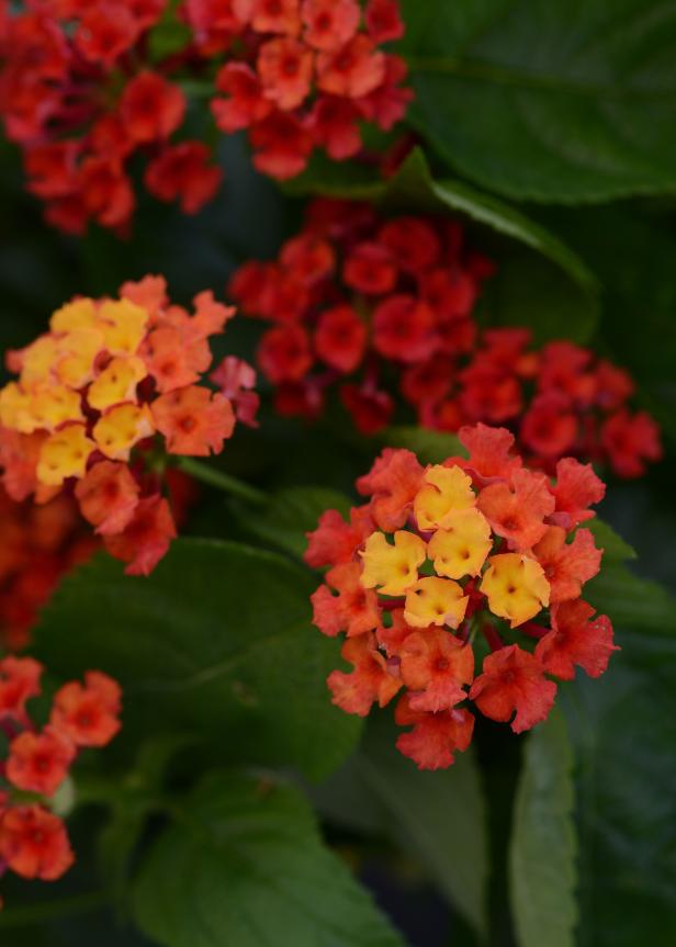 Bloomify Lantana Bloomify Lantana