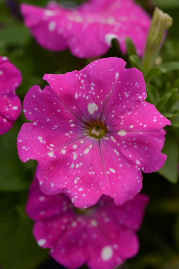 Petunia Headliner Pink Sky Petunia Headliner Pink Sky