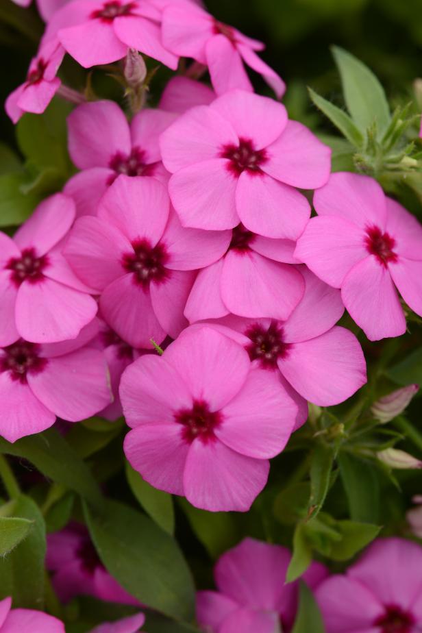 Gisele Phlox Gisele Phlox