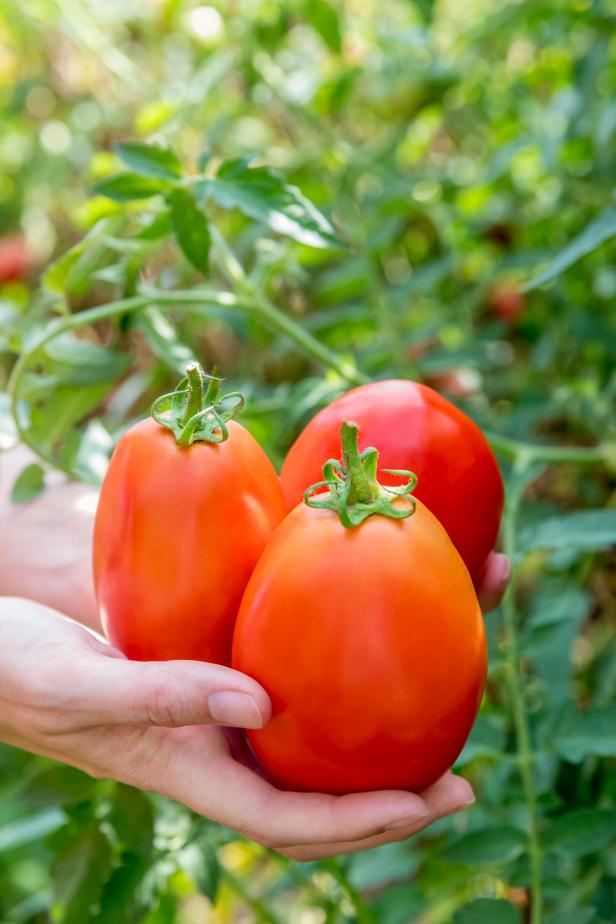 Gladiator Tomato Gladiator Tomato