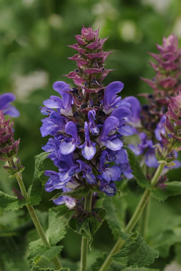 Salvia Blue Marvel Salvia Blue Marvel