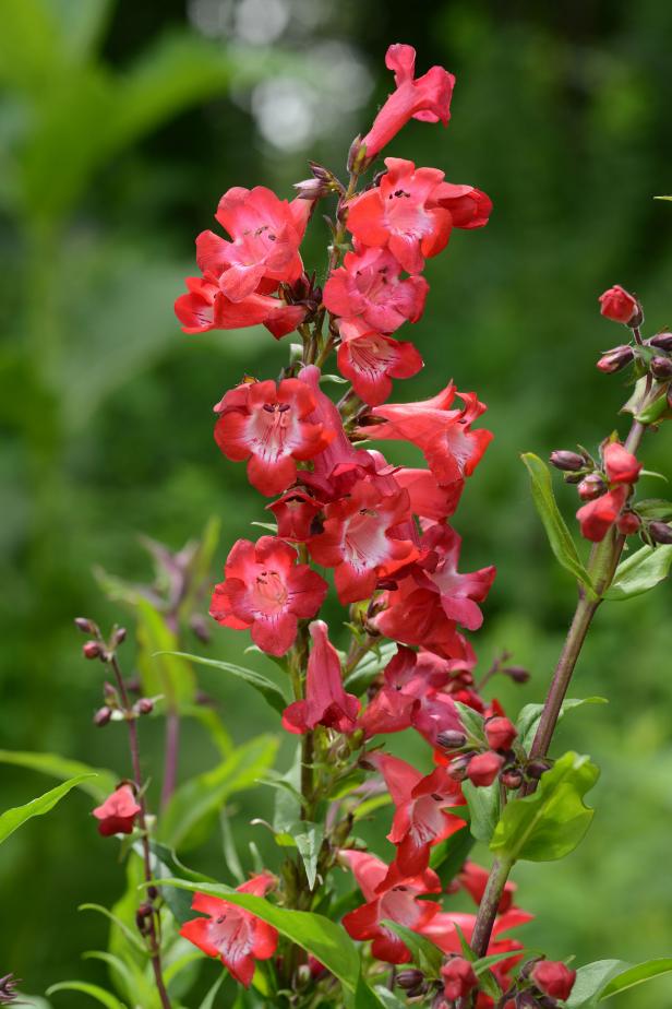 Pentsemon Cherry Spikes Pentsemon Cherry Spikes