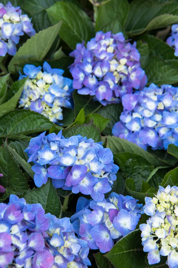 Seaside Serenade Bar Harbor Hydrangea Seaside Serenade Bar Harbor Hydrangea