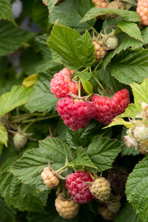 Raspberry Shortcake Raspberry Shortcake