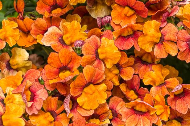 Blood Orange Nemesia Sunsatia Nemesia Orange