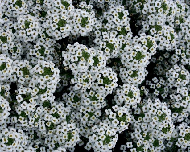 Snow Princess Sweet Alyssum Snow Princess Sweet Alyssum