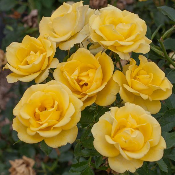 Gilded Sun Rose Gilded Sun Rose