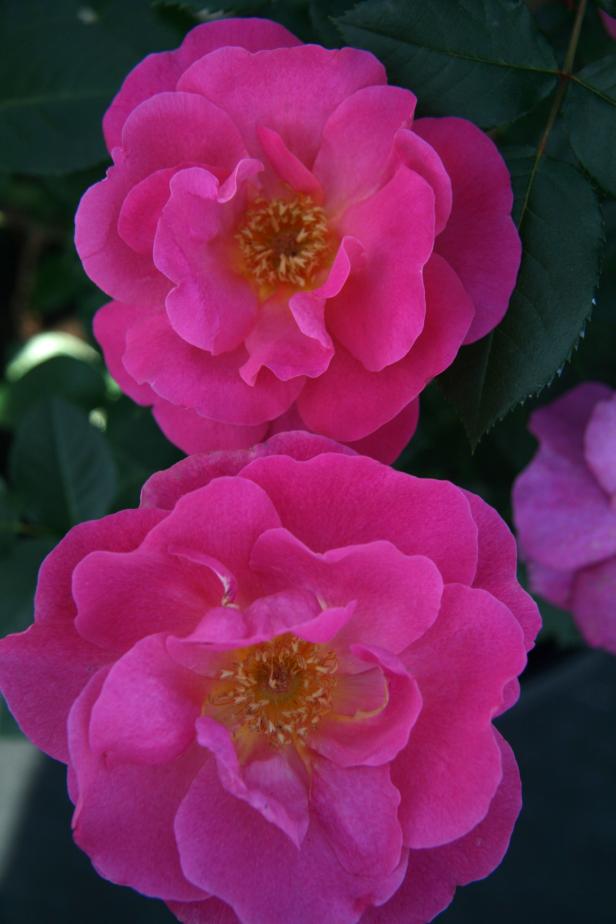 Shining Moment Rose Shining Moment Rose