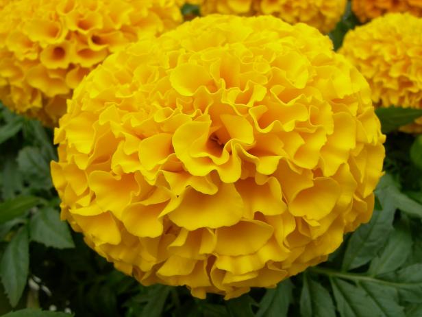 African Marigold Flower African Marigold Flower