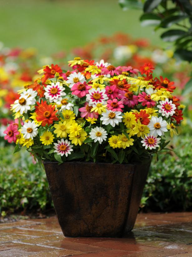 Zahara Zinnia Zahara Zinnia