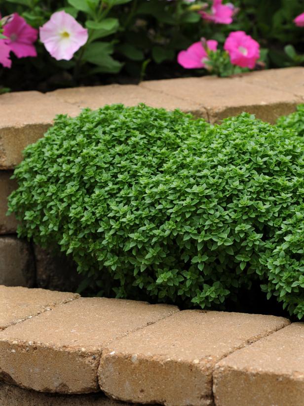 Basil as a garden edging Basil
