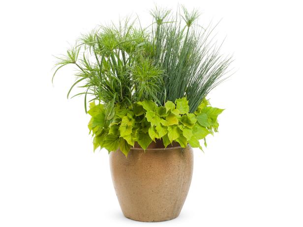 Papyrus And Juncus In Container Garden Papyrus And Juncus In Container Garden