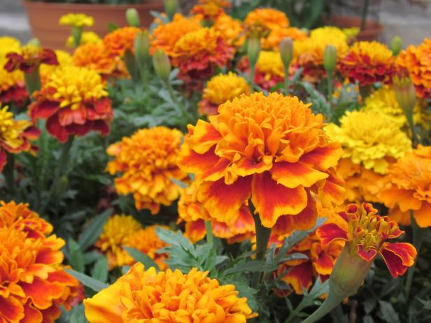French Marigold Flowers French Marigold Flowers