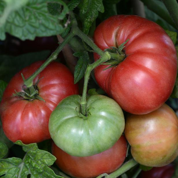 Tidy Rose Beefsteak Tomato Ripening Tomato Cluster With Red And Green Tomatoes