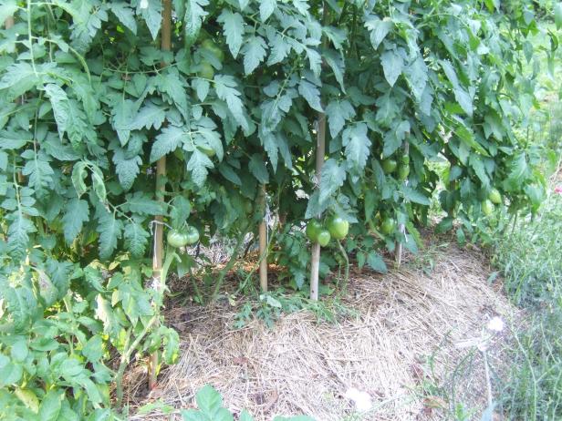 Pruning Tomato Plants Pruning Tomato Plants