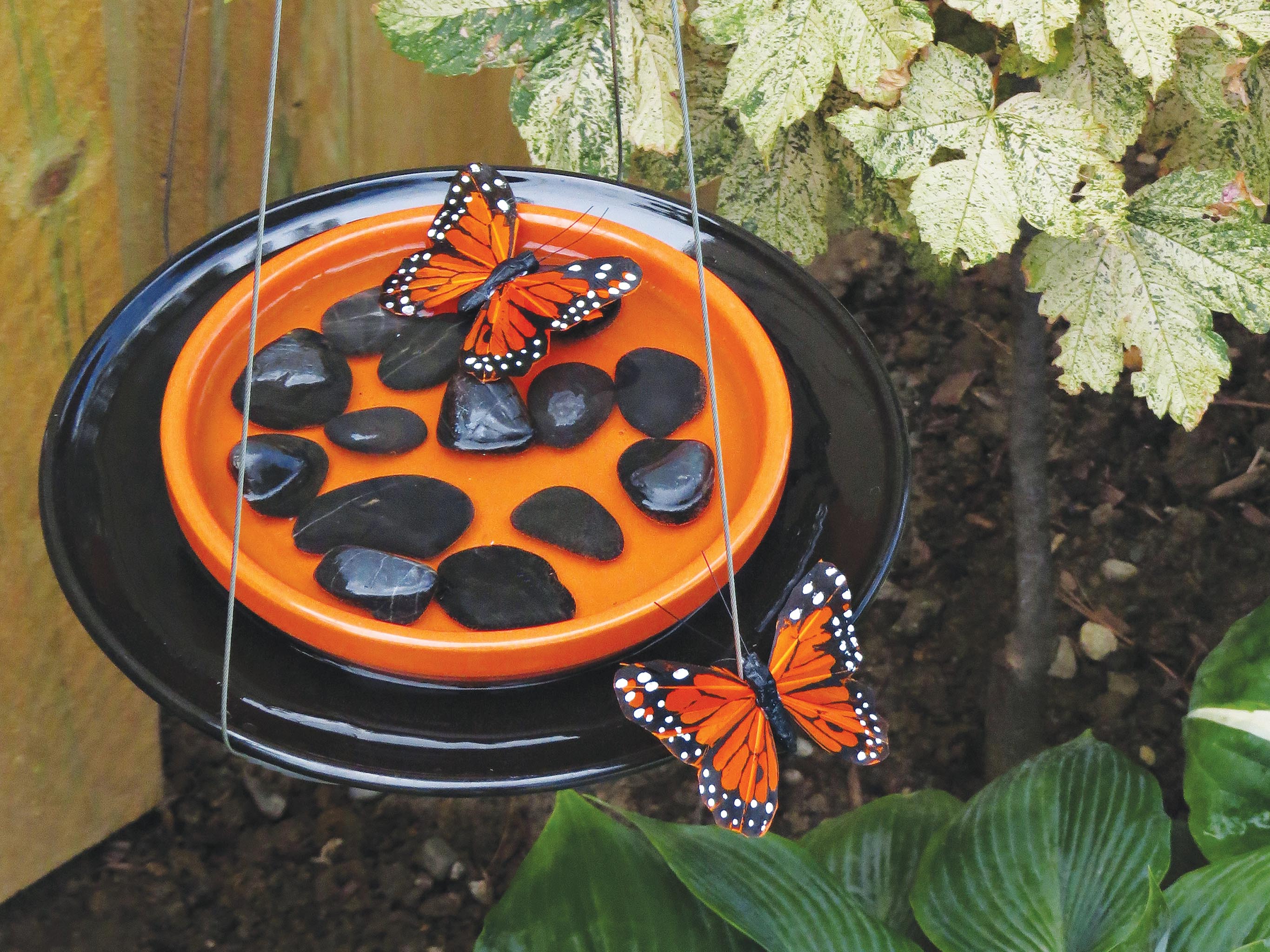 butterfly feeder