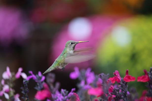 Hummingbird Hummingbird