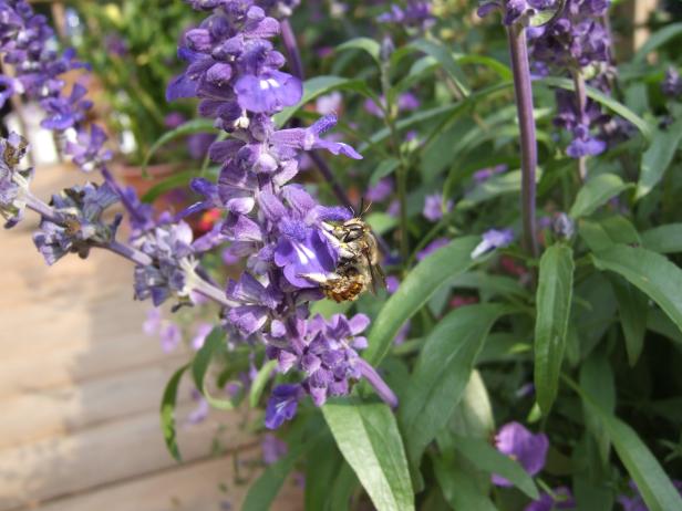Salvia Farinacea With Native Bee Salvia Farinacea With Native Bee