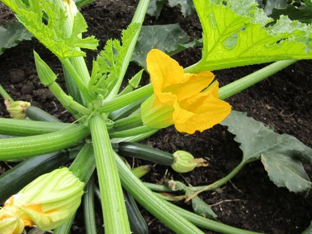 Zucchini Blossom And Squash