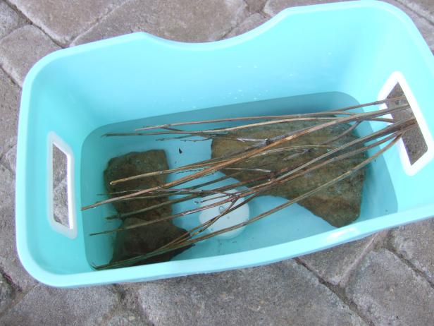 Bee Bath With Stems Bee Bath With Stems