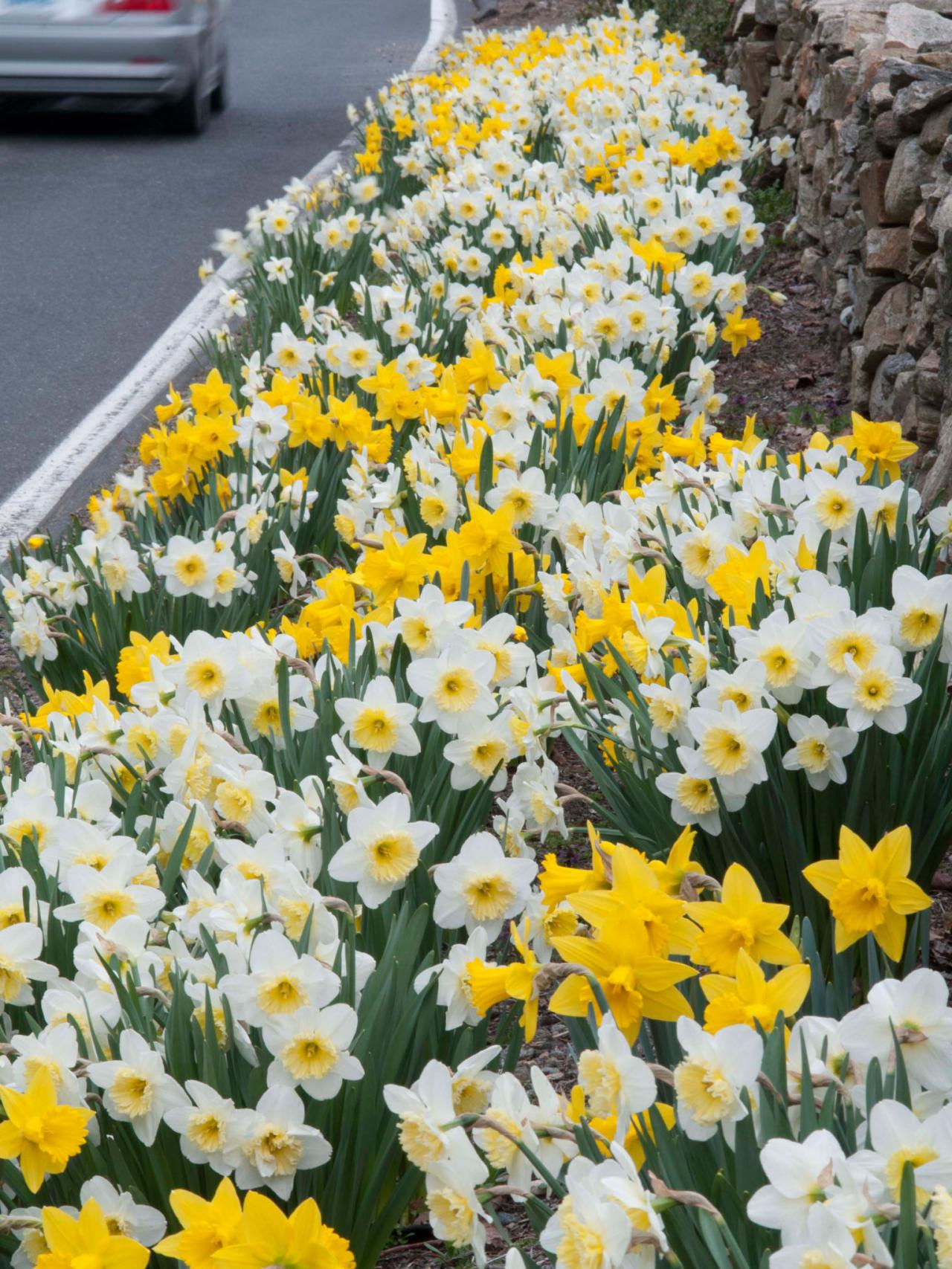 How to Plan a Roadside Daffodil Planting Project DIY