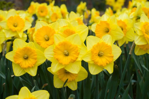 Pride Of Lions Daffodil Yellow Narcissus