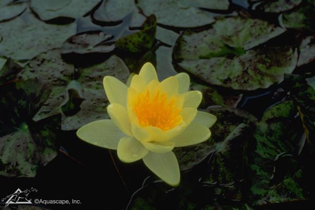 Waterlily Nymphaea Chromatella Waterlily