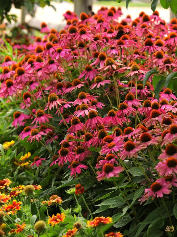 Echinacea Pow Wow Wild Berry Echinacea Pow Wow Wild Berry