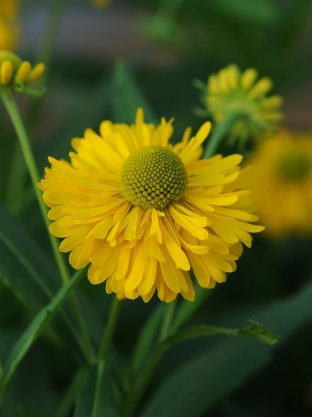 Helenium Double Trouble Helenium Double Trouble