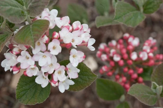 Korean spice viburnum