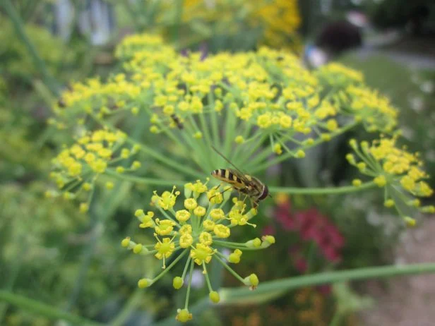 Beneficial Insect Pollinator