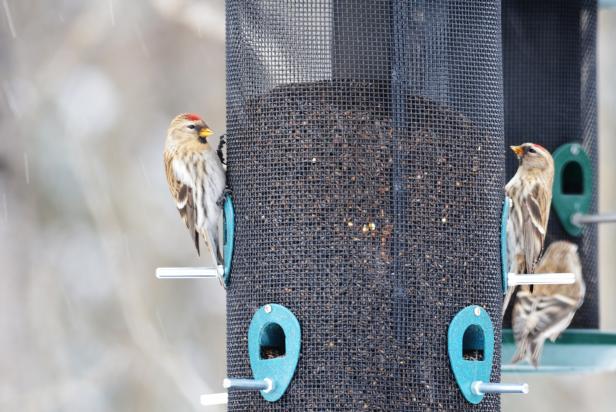 Common Redpoll Bird Common Redpoll Bird